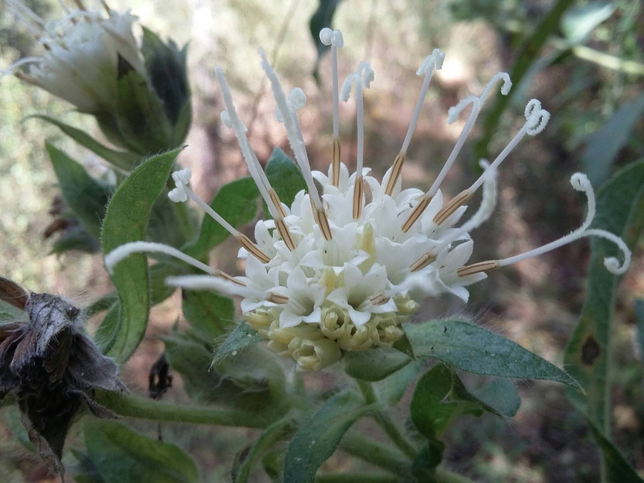 Lagascea helianthifolia